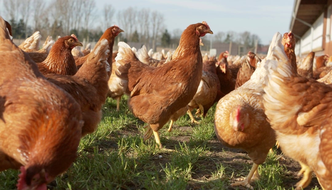 La temperatura ideal para pollos de engorde está entre 15°C y 18°C, y los niveles óptimos de humedad deberían estar entre 40% y 60% La temperatura ideal para pollos de engorde está entre 15°C y 18°C, y los niveles óptimos de humedad deberían estar entre 40% y 60%