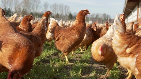 La temperatura ideal para pollos de engorde está entre 15°C y 18°C, y los niveles óptimos de humedad deberían estar entre 40% y 60%