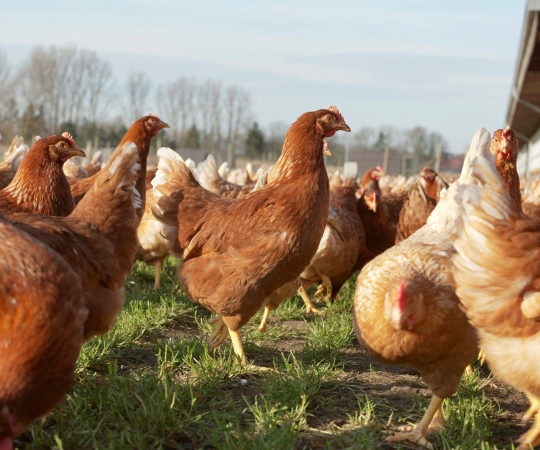 Antes del brote, que Brasil controló en el espacio de aproximadamente un mes, la Abpa había previsto que las exportaciones de pollo crecieran hasta 1,9%, a 5,4 millones de toneladas