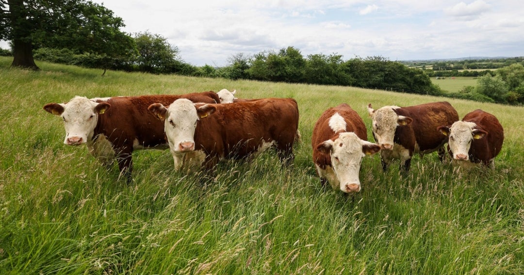 Proveedores de carne de res enfrentan dificultades de producción en Uruguay y Brasil