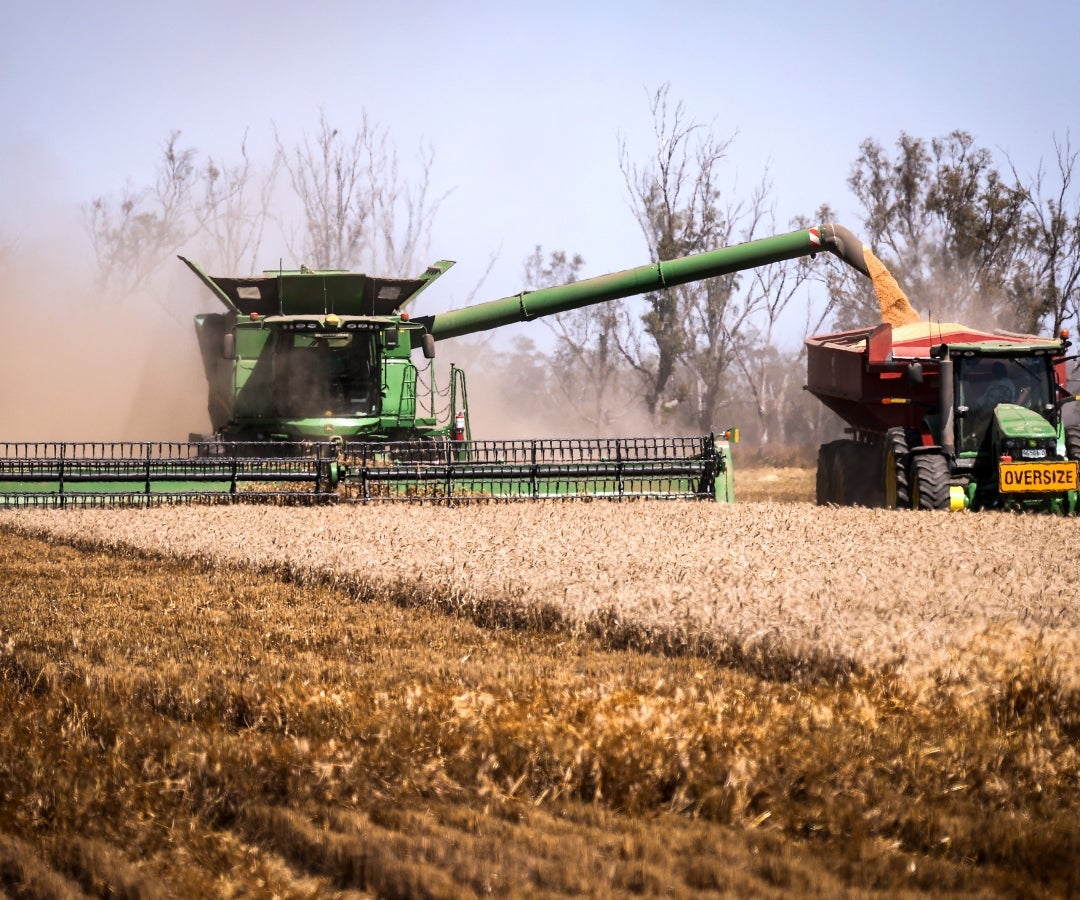 Se espera que el trigo alcance los 33,8 millones de toneladas en la próxima cosecha, 10 % más que la estimación anterior de junio