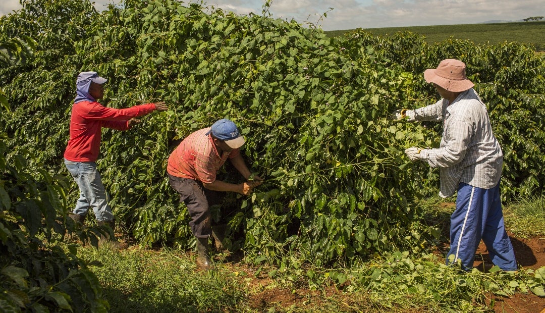 El café robusto bajó ligeramente, mientras que los futuros del cacao cayeron 2,5% en Nueva York El café robusto bajó ligeramente, mientras que los futuros del cacao cayeron 2,5% en Nueva York