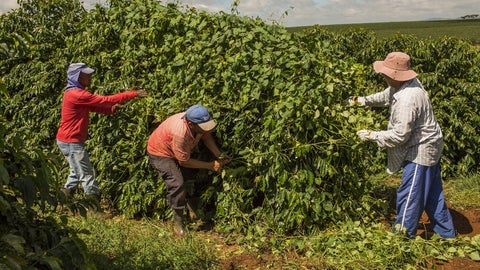 El café robusto bajó ligeramente, mientras que los futuros del cacao cayeron 2,5% en Nueva York
