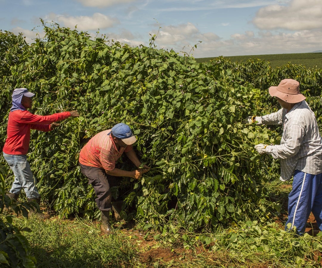 El café robusto bajó ligeramente, mientras que los futuros del cacao cayeron 2,5% en Nueva York