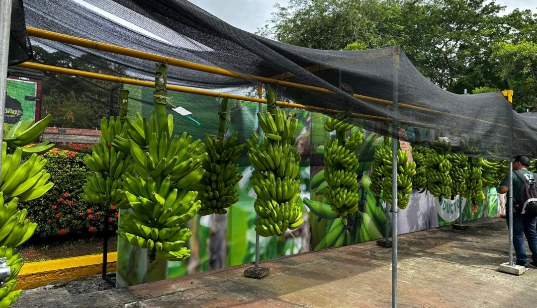 Se mandan al exterior 20 toneladas de banano y 1.200 de plátano a la semana Se mandan al exterior 20 toneladas de banano y 1.200 de plátano a la semana