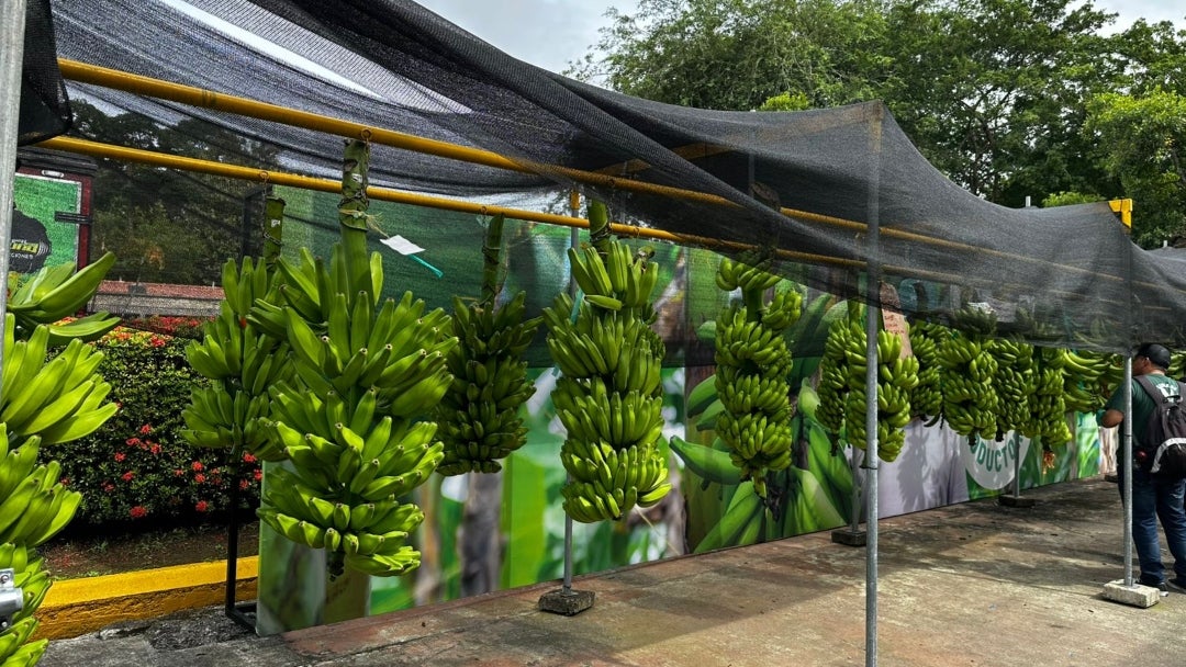 Se mandan al exterior 20 toneladas de banano y 1.200 de plátano a la semana