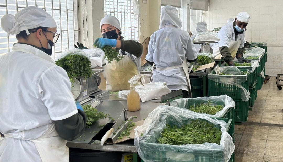 Plantar cuenta con 35 hectáreas de hierbas aromáticas en producción, ubicadas mayormente en Guasca, Faca y Madrid Plantar cuenta con 35 hectáreas de hierbas aromáticas en producción, ubicadas mayormente en Guasca, Faca y Madrid