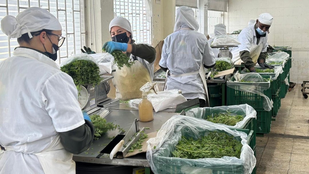 Plantar cuenta con 35 hectáreas de hierbas aromáticas en producción, ubicadas mayormente en Guasca, Faca y Madrid