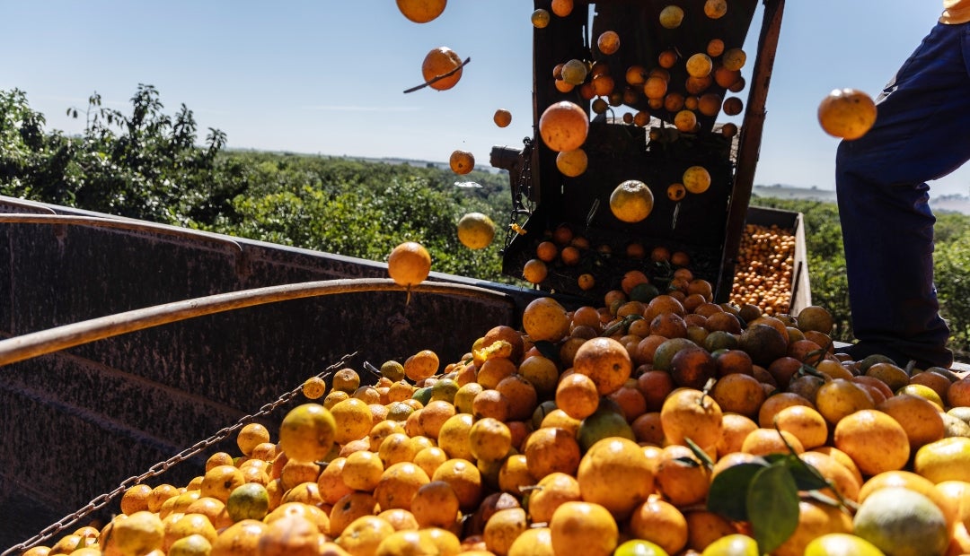 Workers harvest oranges at a citrus farm in Aguai, Brazil. El contrato más activo subió hasta 2,4% a US$2,559 la libra en Nueva York