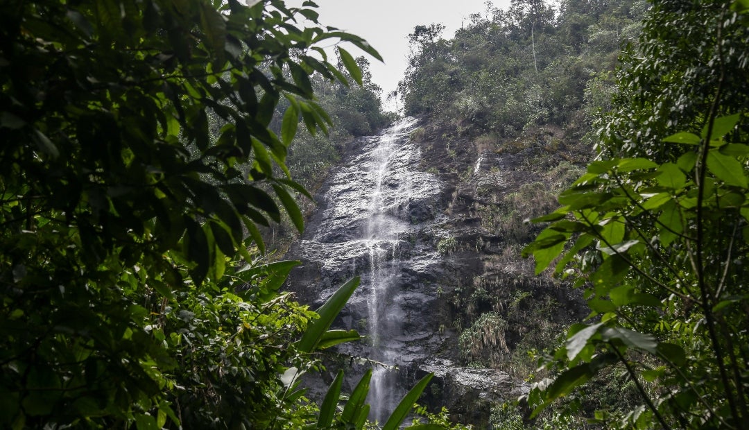 El descubrimiento tuvo lugar en el Parque Nacional Natural Farallones de Cali El descubrimiento tuvo lugar en el Parque Nacional Natural Farallones de Cali