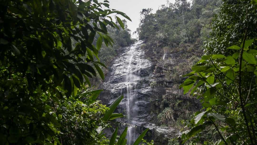 El descubrimiento tuvo lugar en el Parque Nacional Natural Farallones de Cali