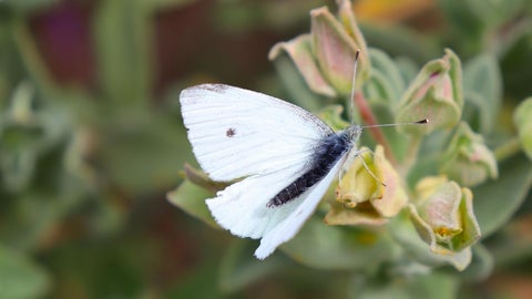 Si se tuvieran fenómenos extremos con baja frecuencia pero alta intensidad, la población de mariposas, sin importar su especie, caería