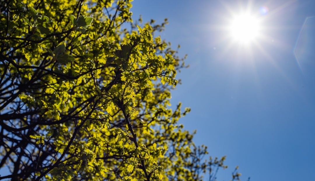 La luz solar estimula la producción de serotonina, que desempeña un papel fundamental en el estado de ánimo La luz solar estimula la producción de serotonina, que desempeña un papel fundamental en el estado de ánimo