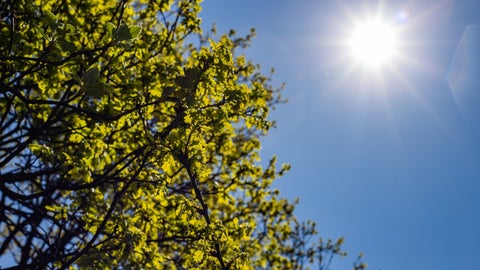 La luz solar estimula la producción de serotonina, que desempeña un papel fundamental en el estado de ánimo