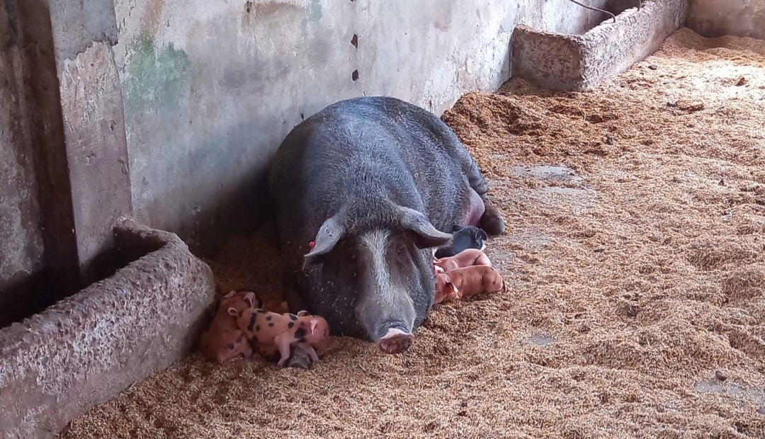 El cerdo criollo casco de mula es una raza única de los llanos orientales, que además fue declarada como patrimonio nacional
