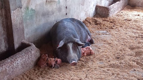El cerdo criollo casco de mula es una raza única de los llanos orientales, que además fue declarada como patrimonio nacional