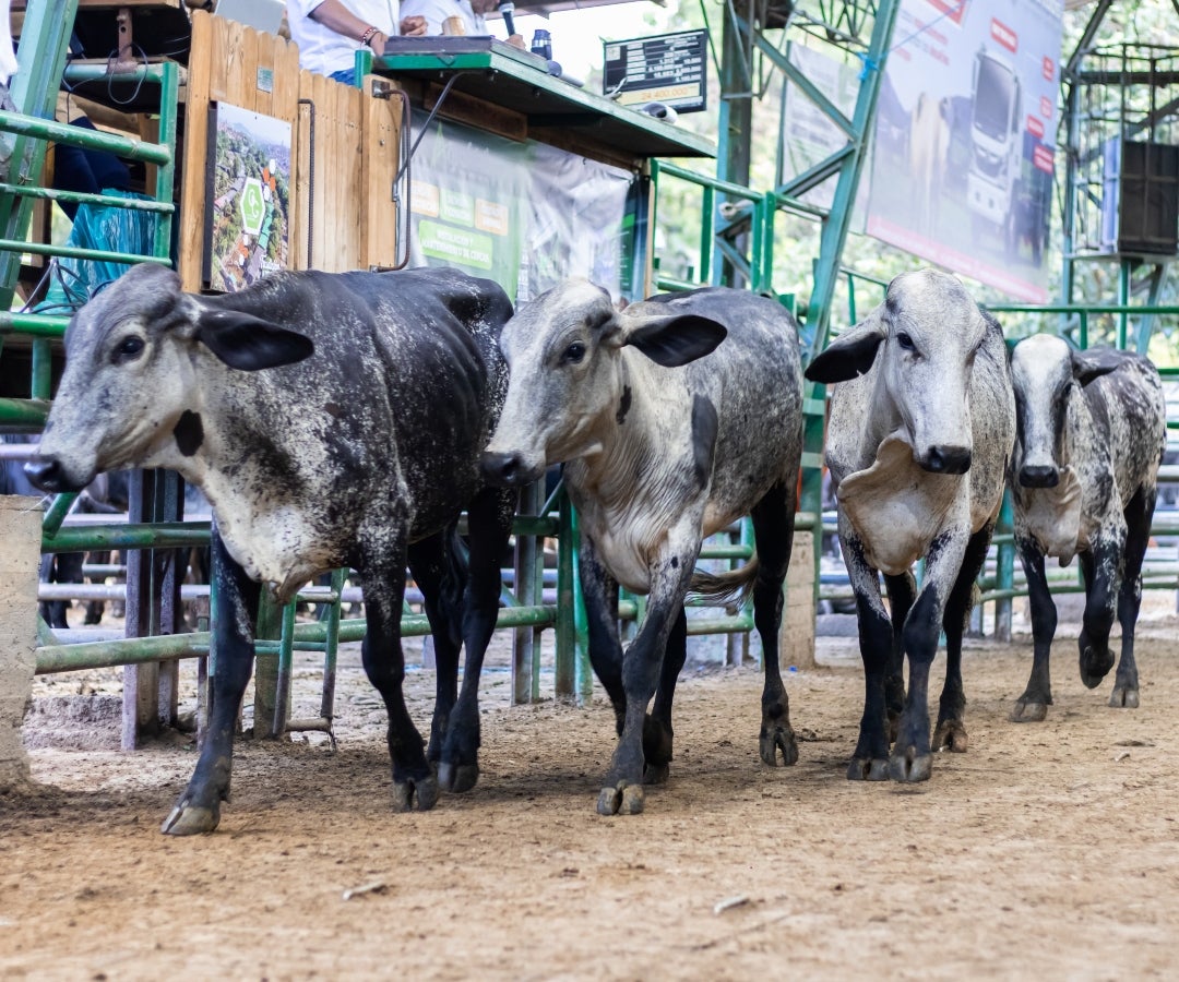 Fedegan y Areandina lanzan becas de 30% para la formación de ganaderos