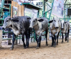 Fedegan y Areandina lanzan becas de 30% para la formación de ganaderos Fedegan y Areandina lanzan becas de 30% para la formación de ganaderos