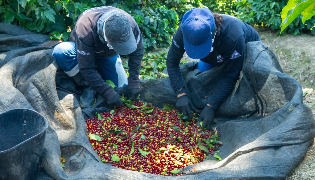 Esta estrategia no es un simple cambio de herramienta; es una forma de hacer más eficiente una labor que define la rentabilidad del cultivo Esta estrategia no es un simple cambio de herramienta; es una forma de hacer más eficiente una labor que define la rentabilidad del cultivo
