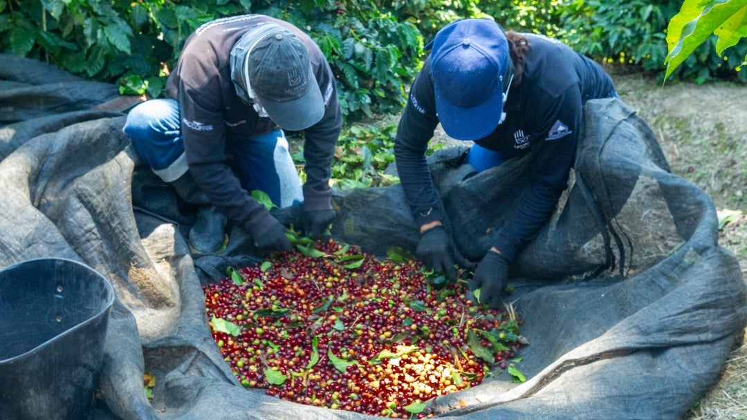Esta estrategia no es un simple cambio de herramienta; es una forma de hacer más eficiente una labor que define la rentabilidad del cultivo
