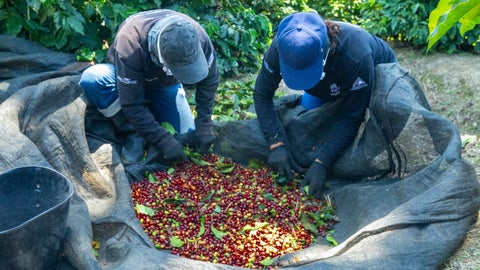 Esta estrategia no es un simple cambio de herramienta; es una forma de hacer más eficiente una labor que define la rentabilidad del cultivo