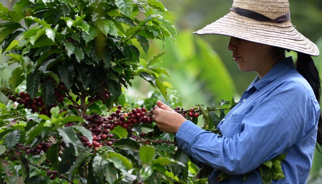 Davivienda ahora participa activamente, alcanzando ya 25% del mercado cafetero y con la meta de llegar a 200.000 cédulas cafeteras en un año Davivienda ahora participa activamente, alcanzando ya 25% del mercado cafetero y con la meta de llegar a 200.000 cédulas cafeteras en un año