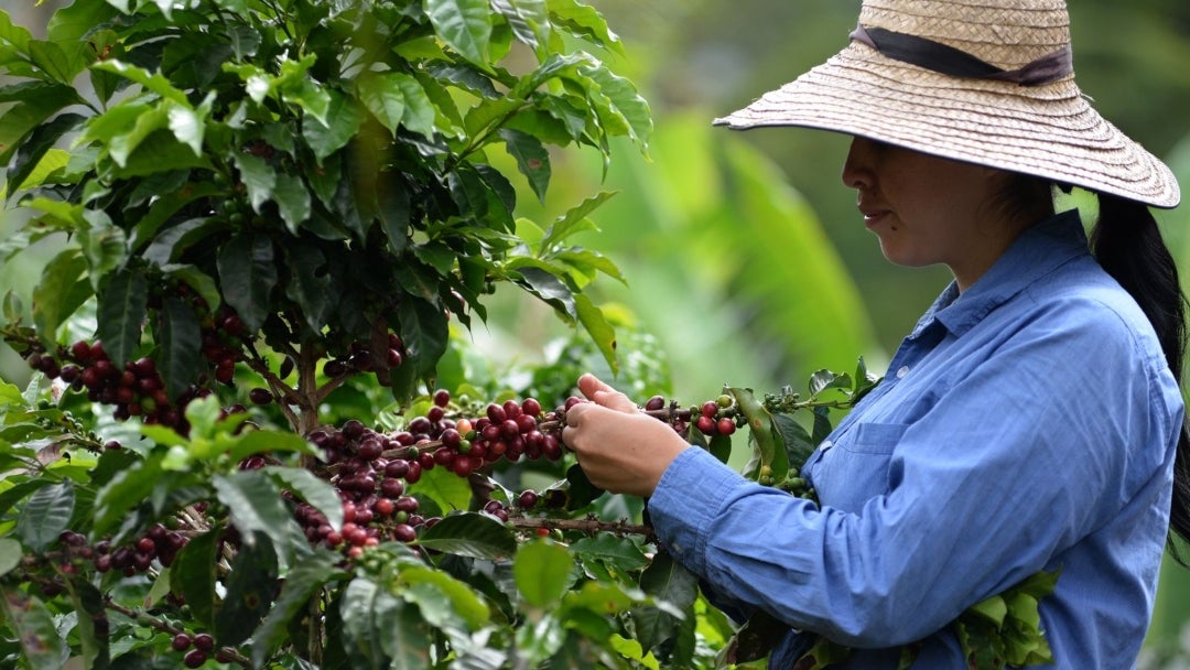 Davivienda ahora participa activamente, alcanzando ya 25% del mercado cafetero y con la meta de llegar a 200.000 cédulas cafeteras en un año