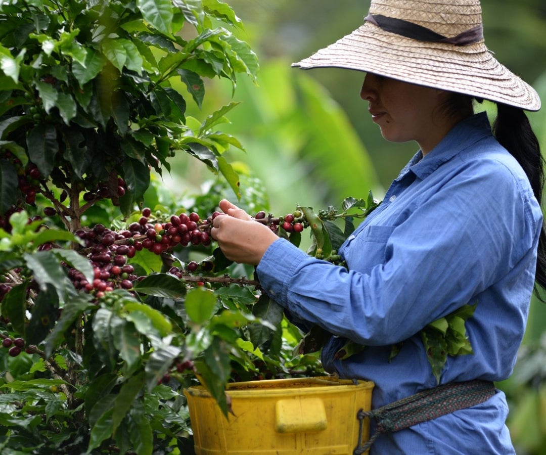 El factor que más impulsó el crecimiento del sector frente al segundo trimestre de 2025 fue el cultivo permanente de café, con una variación de 32%