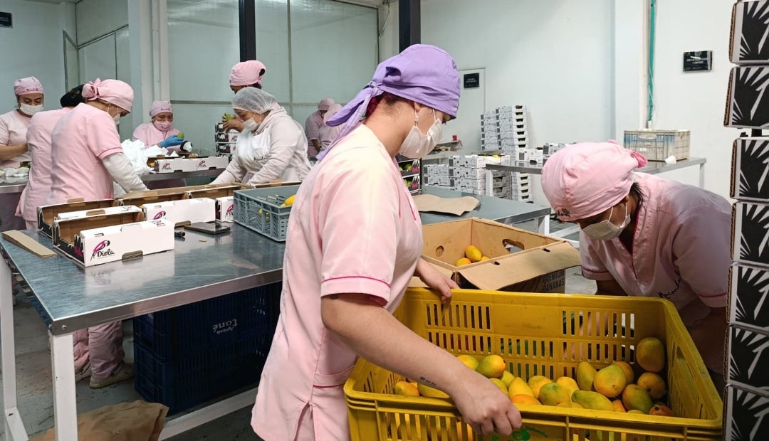 Macondo Fruits envía al exterior frutas exóticas de más de 50 productores en varios departamentos del país Macondo Fruits envía al exterior frutas exóticas de más de 50 productores en varios departamentos del país