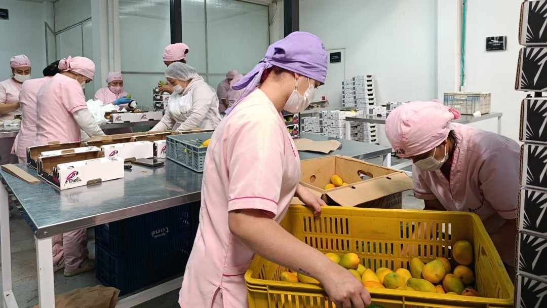 Macondo Fruits envía al exterior frutas exóticas de más de 50 productores en varios departamentos del país