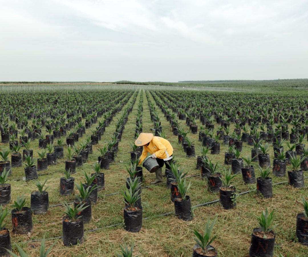 El contrato de referencia de aceite de palma FCPOc3 para entrega en febrero descendía US$3,4, o 0,34%, a US$993,45 la tonelada