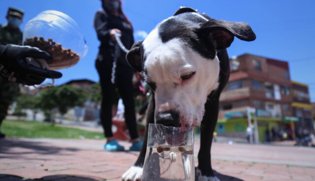 Inicialmente, el acuerdo tiene vigencia de dos años, para establecer bases sólidas con respecto a cifras de animales en calle y creación de indicadores de impacto Inicialmente, el acuerdo tiene vigencia de dos años, para establecer bases sólidas con respecto a cifras de animales en calle y creación de indicadores de impacto
