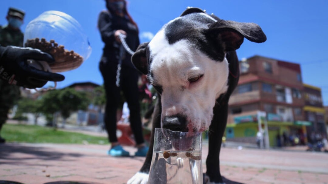Inicialmente, el acuerdo tiene vigencia de dos años, para establecer bases sólidas con respecto a cifras de animales en calle y creación de indicadores de impacto