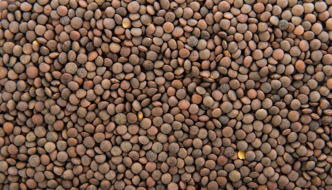 Las lentejas son leguminosas con un buen aporte de proteína, es decir que, por cada 100 g cocidos, tienen 9 g de proteína Las lentejas son leguminosas con un buen aporte de proteína, es decir que, por cada 100 g cocidos, tienen 9 g de proteína