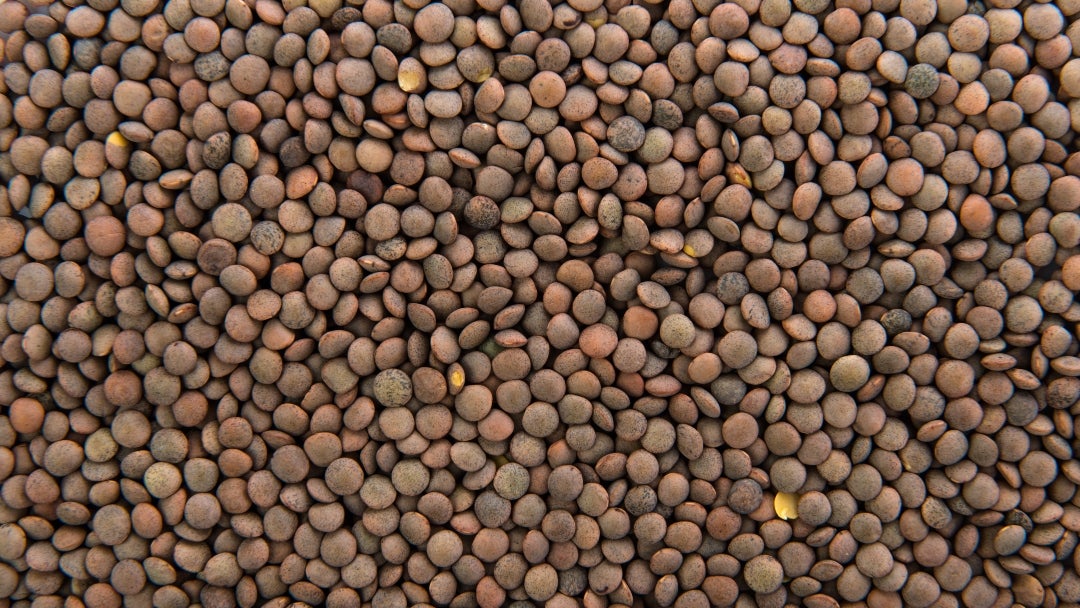 Las lentejas son leguminosas con un buen aporte de proteína, es decir que, por cada 100 g cocidos, tienen 9 g de proteína Las lentejas son leguminosas con un buen aporte de proteína, es decir que, por cada 100 g cocidos, tienen 9 g de proteína