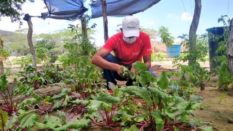 Seguridad alimentaria