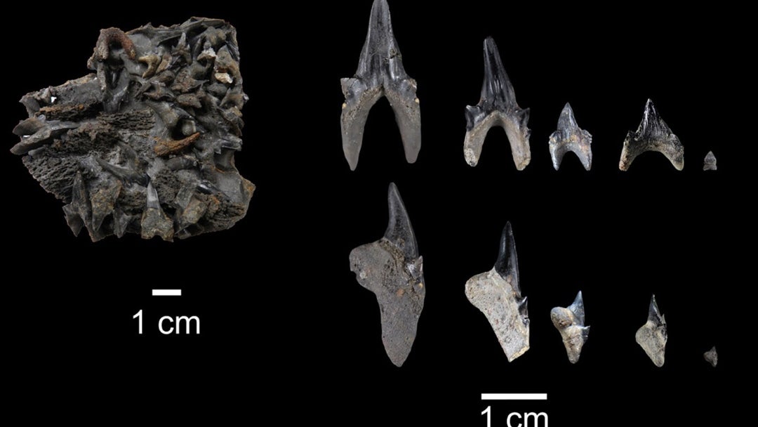 cumulaciones de dientes y de los distintos tipos de dientes encontrados en el nuevo ejemplar de Protolamna ricaurtei