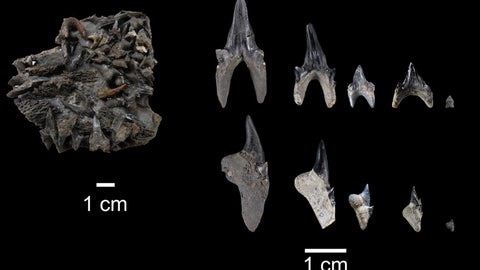 cumulaciones de dientes y de los distintos tipos de dientes encontrados en el nuevo ejemplar de Protolamna ricaurtei