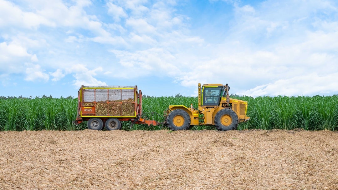 Incauca ha trabajado en el desarrollo de algoritmos de predicción de productividad basados en IA, modelos de toma de decisiones enfocados en cuándo plantar y cuándo no, e incluso recomendaciones para hacerlo