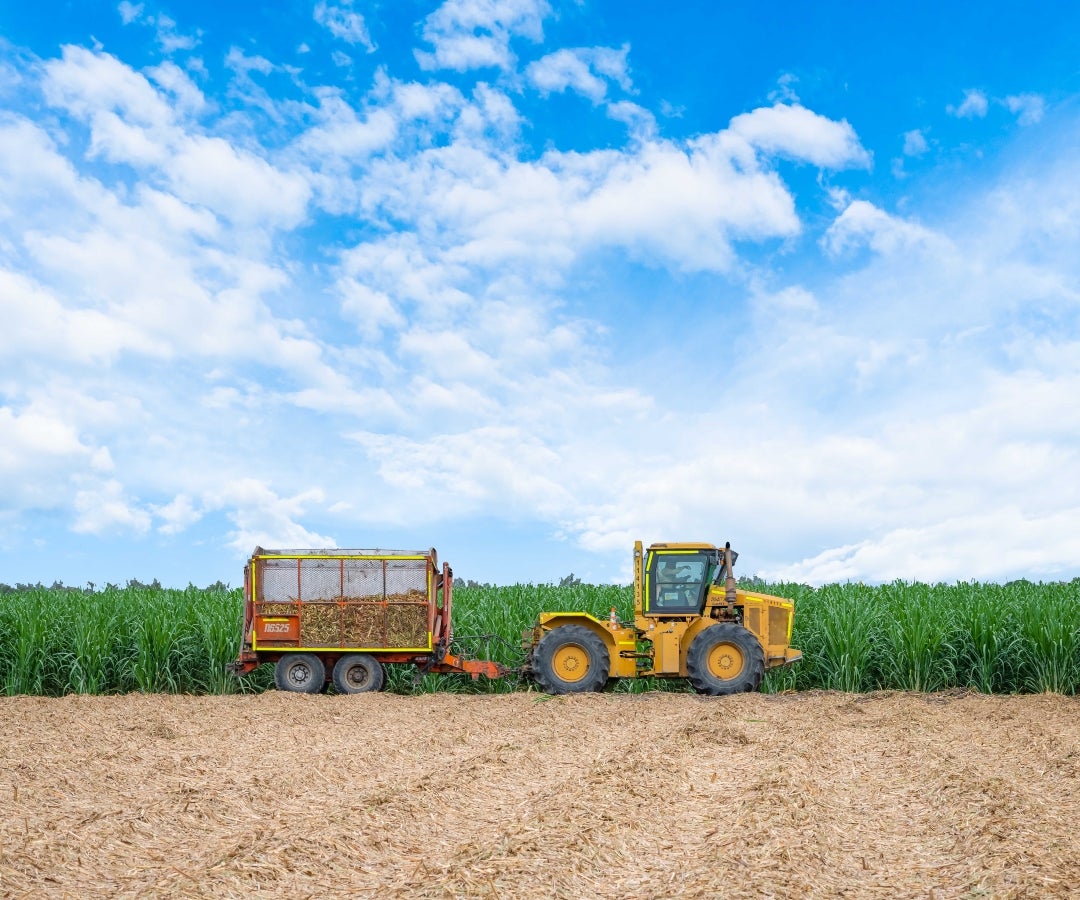 Incauca ha trabajado en el desarrollo de algoritmos de predicción de productividad basados en IA, modelos de toma de decisiones enfocados en cuándo plantar y cuándo no, e incluso recomendaciones para hacerlo