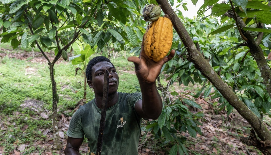 La CCC, estima que el país cosechará 1,35 millones de toneladas de cacao La CCC, estima que el país cosechará 1,35 millones de toneladas de cacao