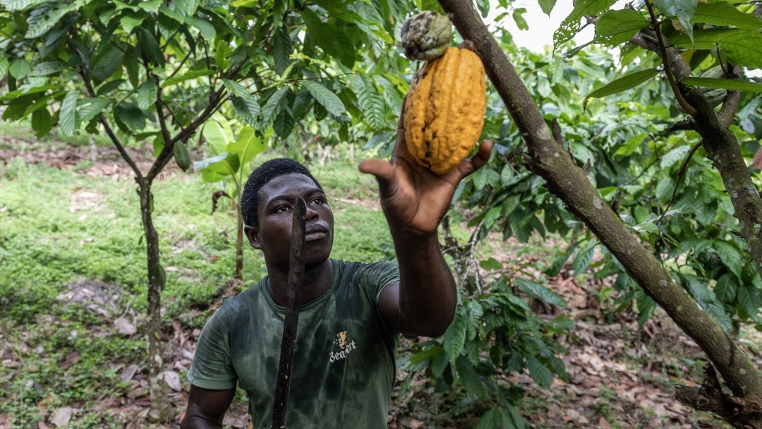 La CCC, estima que el país cosechará 1,35 millones de toneladas de cacao