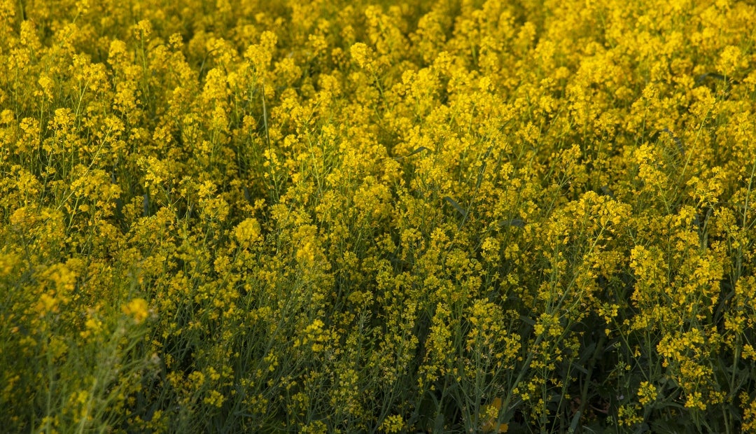 Ucrania, uno de los principales exportadores de colza y soja, sobre todo a Europa, exportó 486.000 toneladas de colza en agosto Ucrania, uno de los principales exportadores de colza y soja, sobre todo a Europa, exportó 486.000 toneladas de colza en agosto