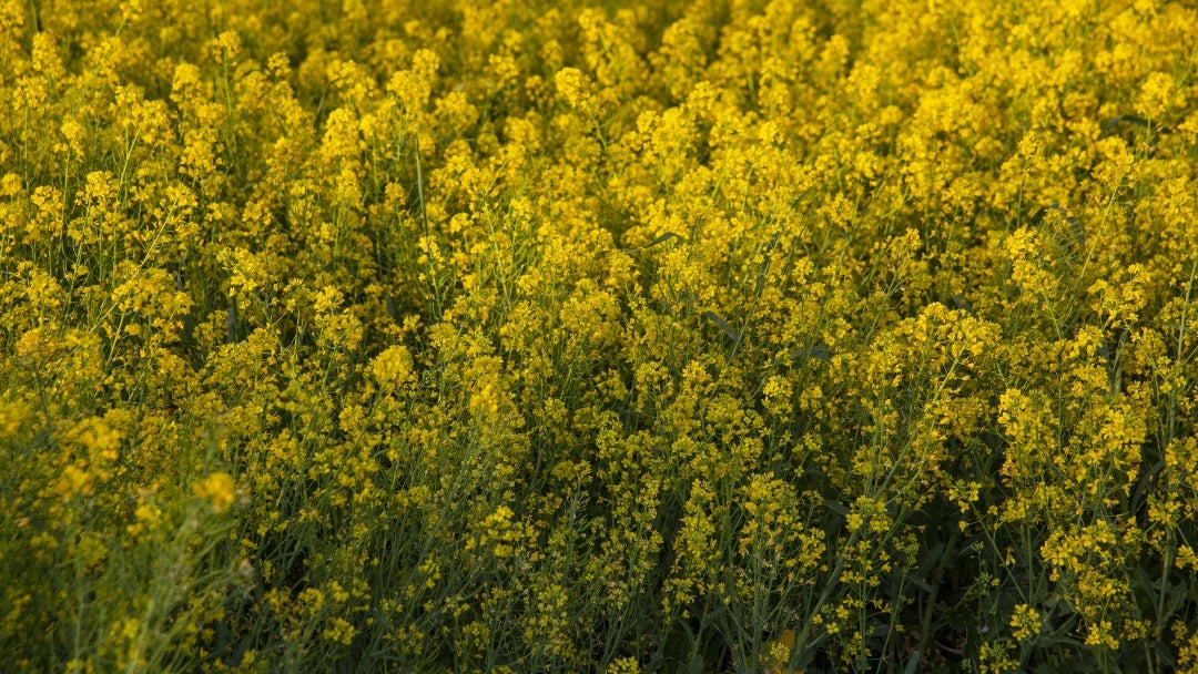 Ucrania, uno de los principales exportadores de colza y soja, sobre todo a Europa, exportó 486.000 toneladas de colza en agosto