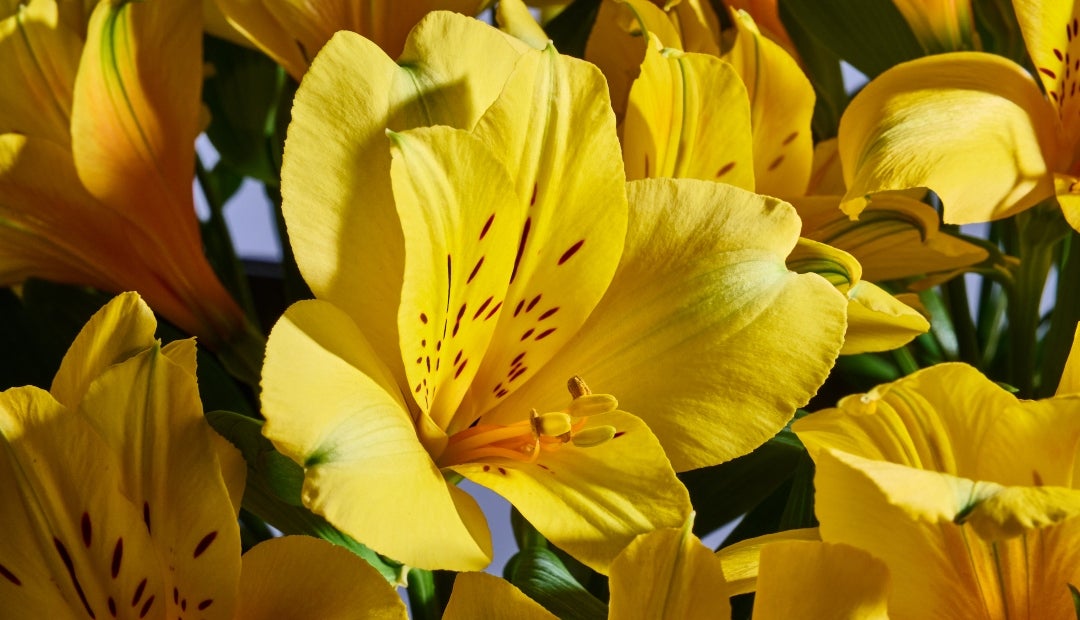 Productores y obtentores presentan nuevas variedades de flores desarrolladas tras años de investigación Productores y obtentores presentan nuevas variedades de flores desarrolladas tras años de investigación