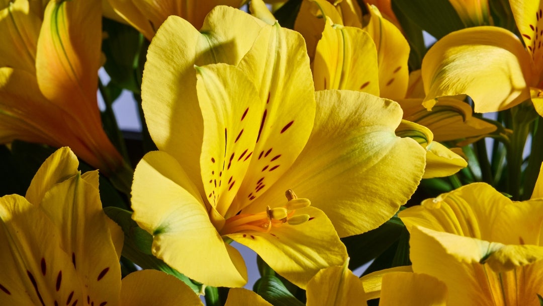 Productores y obtentores presentan nuevas variedades de flores desarrolladas tras años de investigación