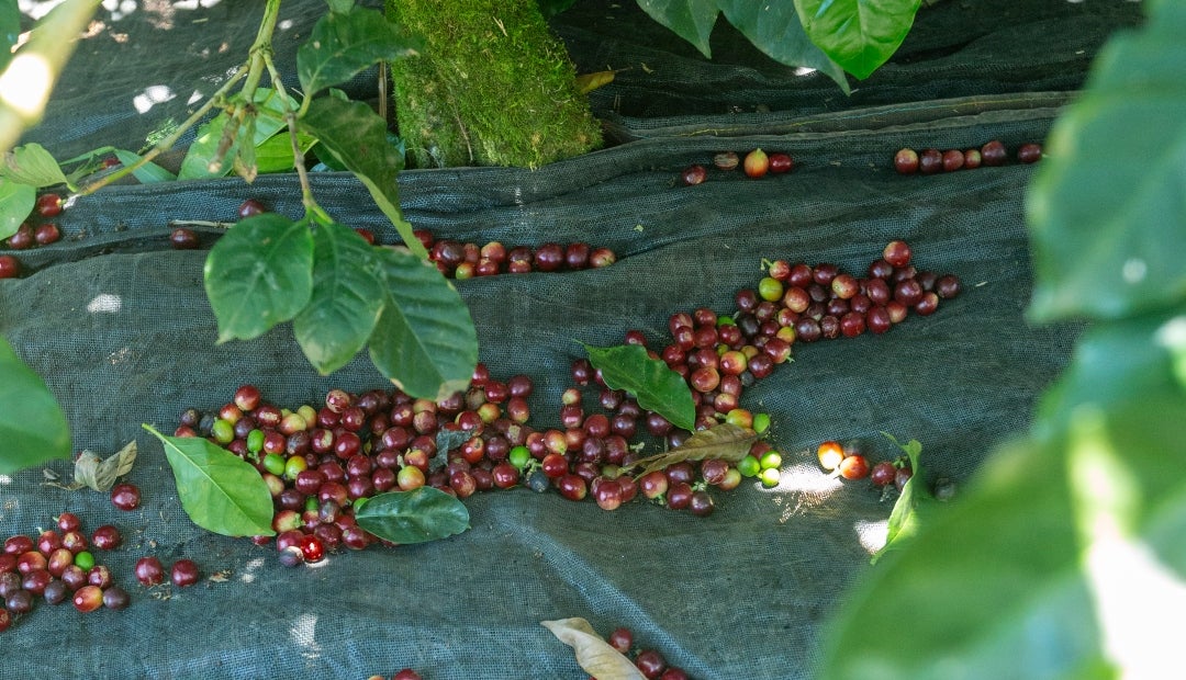 En Colombia, en el cultivo del café, cerca de 50% del costo de producción se queda en la recolección En Colombia, en el cultivo del café, cerca de 50% del costo de producción se queda en la recolección