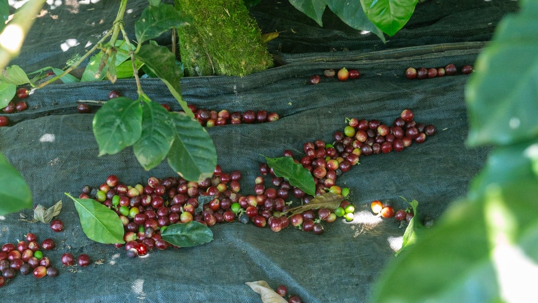 En Colombia, en el cultivo del café, cerca de 50% del costo de producción se queda en la recolección