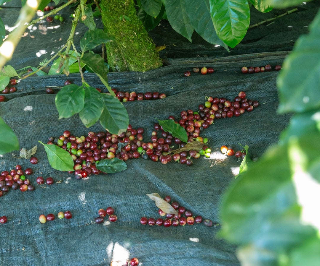 El informe de la Federación Nacional de Cafeteros incluye los precios de entrega para cada sucursal de Almacafé por carga, kilo y arroba