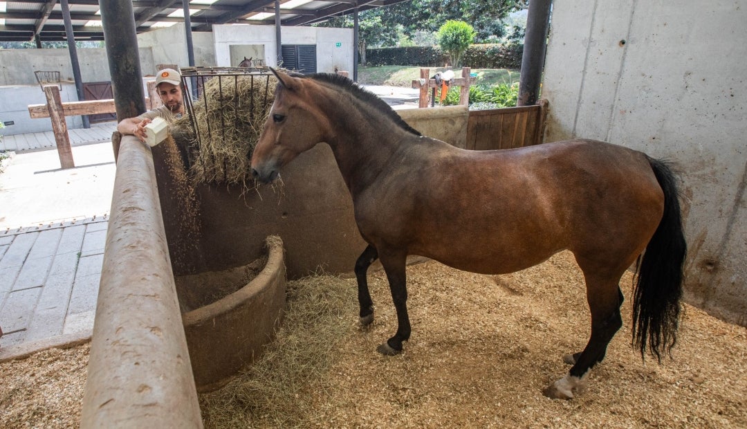 El forraje aporta la fibra necesaria para el buen funcionamiento del sistema digestivo, que en los caballos depende de una fermentación lenta y estable El forraje aporta la fibra necesaria para el buen funcionamiento del sistema digestivo, que en los caballos depende de una fermentación lenta y estable